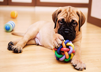 Choose Safe Dog Toys For Your Small Dog